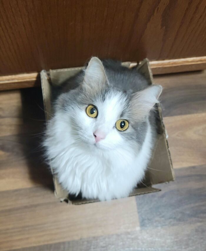 Missy's Very Favorite Box