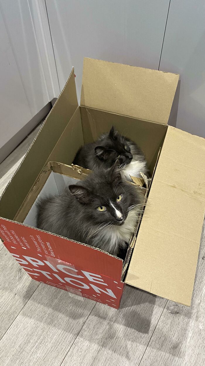 Two Cats One Box 