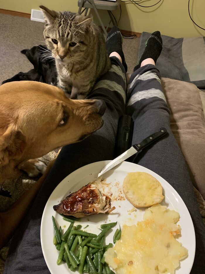 Dog and cat eagerly watching a person’s plate, showcasing cute animals eating in an adorable way.