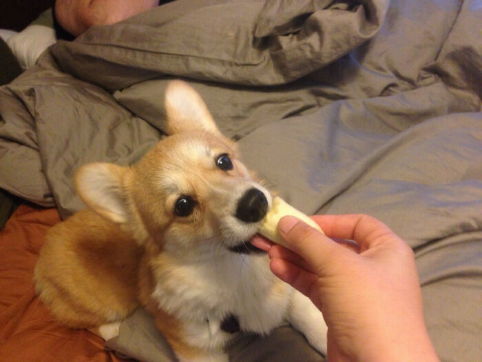 Corgi puppy eating a treat from a hand, showing one of the cute animals eating in the most adorable way.