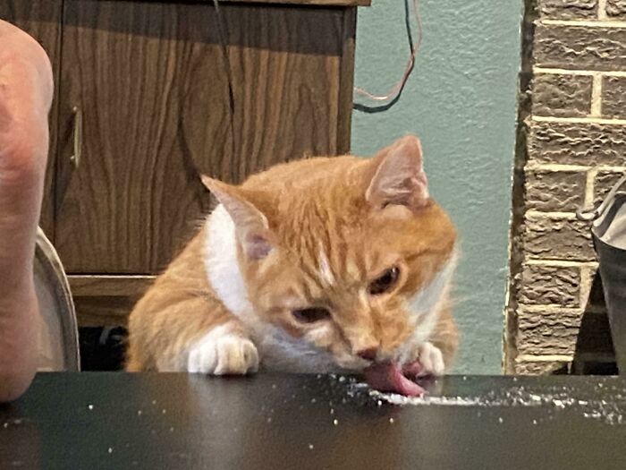 Adorable orange and white cat eating off a black table, showcasing cute animals eating in the most adorable way.