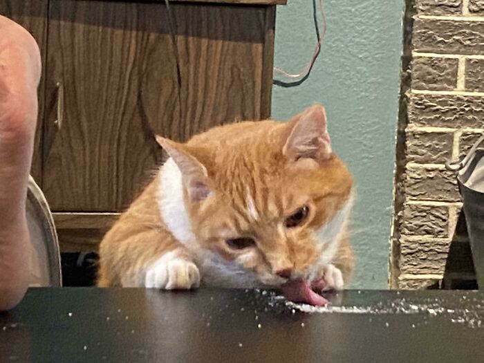 My Cat Licking Parmesan Cheese Looks Like A Junkie