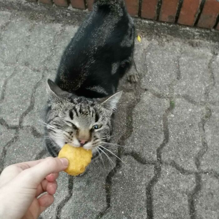 Tabby cat eating a snack from a hand outdoors, showcasing cute animals eating in an adorable way on a paved surface.
