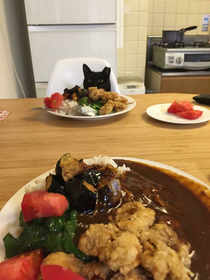 After A Long, Hetic Workweek, I Had A Nice Dinner Date With My Cat, Sota. Japanese Fried Chicken And Eggplant Curry With Tomatoes