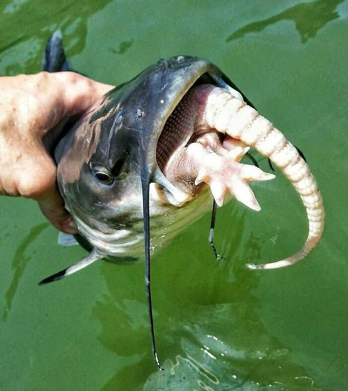 You Don't See This Every Day - A Catfish Eating An Armadillo