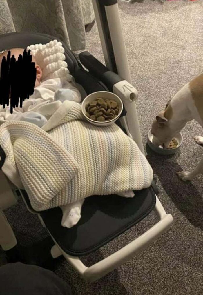 Their Dog Hasn’t Eaten Well Since They Brought Their Baby Home 