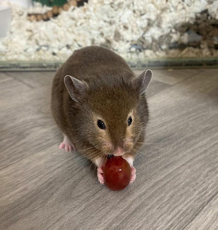 Small cute animal holding a grape, captured eating in the most adorable way on a wooden floor background.