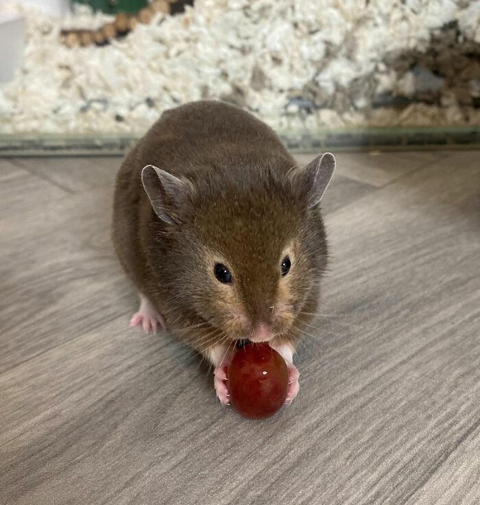 What’s Your Favourite Fruits To Treat Your Hammy?