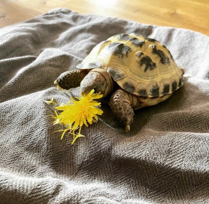 Enjoying Some Dandelions About To Head Outside Nice And Warm Today