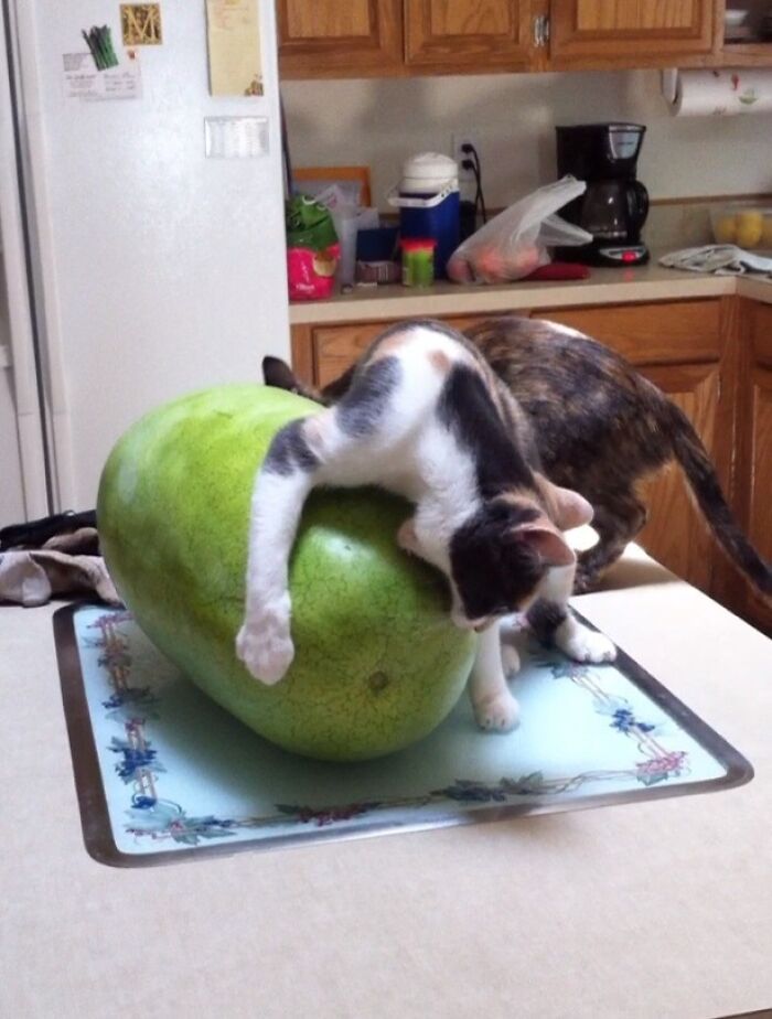 Kitten adorably eating on a large green fruit on a kitchen counter with another cat nearby.