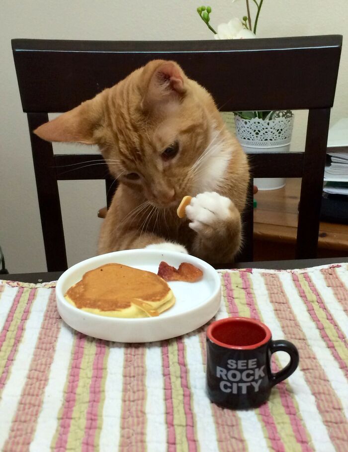 So My Sister Sent Me This Pic Of Her Cat Eating Breakfast