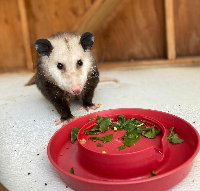 Cute animal opossum eating greens from a red bowl, showcasing adorable animals eating in the most adorable way.