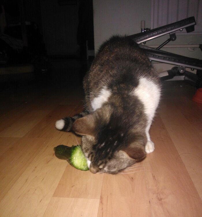 My Cat Is Sad Because She Was Caught Eating A Cucumber She Had Told All Her Friends She Only Eats Mice