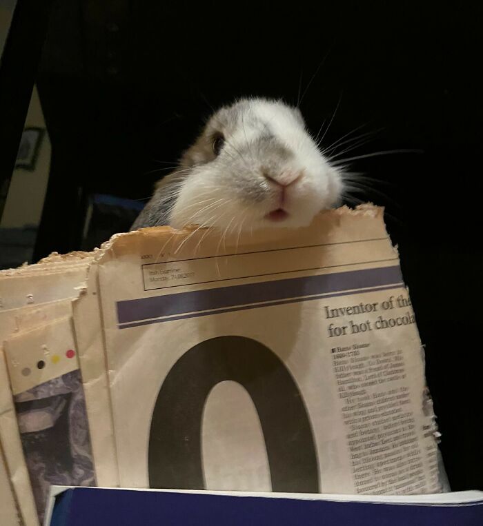 Cute animal eating a torn newspaper piece with soft lighting and a dark background, showing adorable animal behavior.