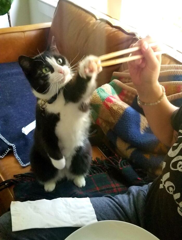 Is This How Your Cat Eats Sushi Too?