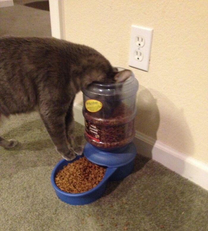 This Is How My Cat Eats