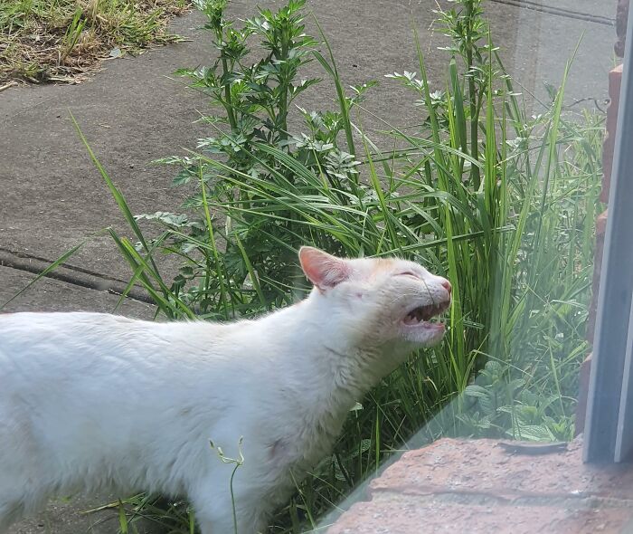 White cat eating grass outside near a sidewalk, showcasing cute animals eating in the most adorable way.