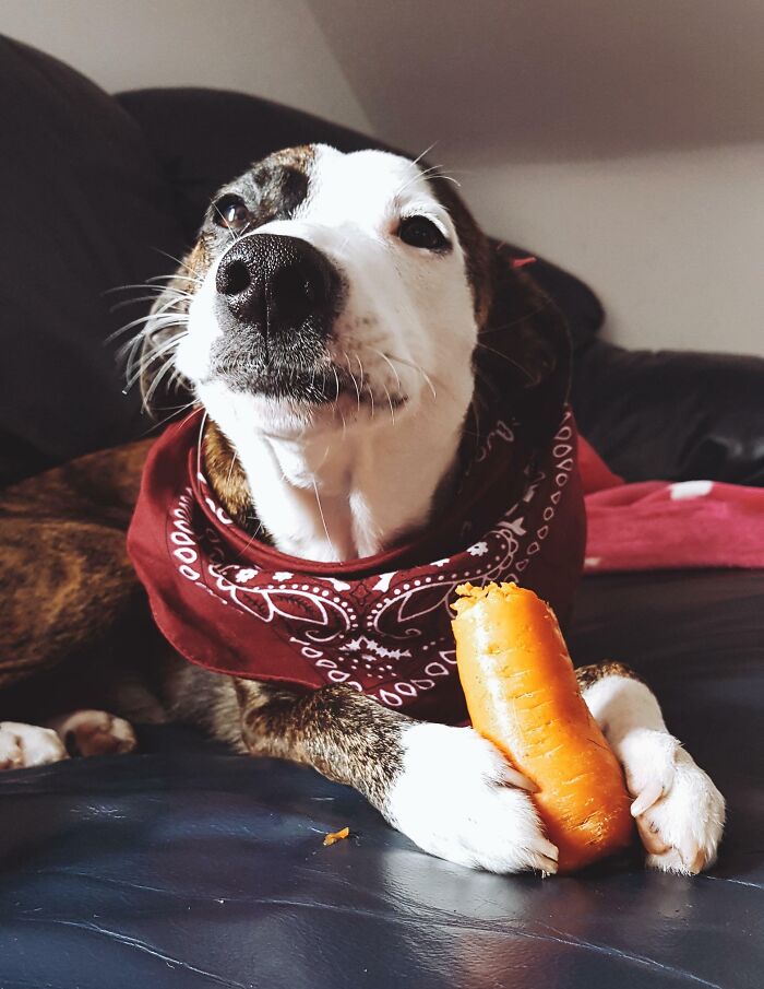 Cute dog wearing a red bandana eating a carrot while lying on a couch, showcasing adorable animals eating moments.