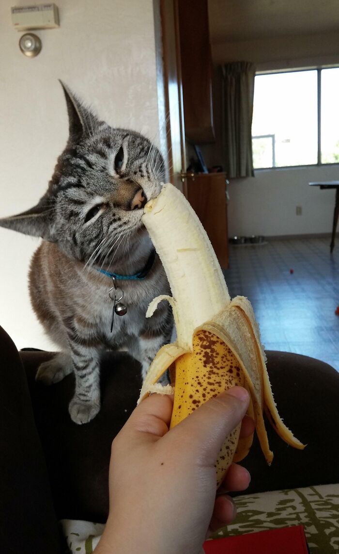 As Requested, Here Is Monkey Eating A Banana