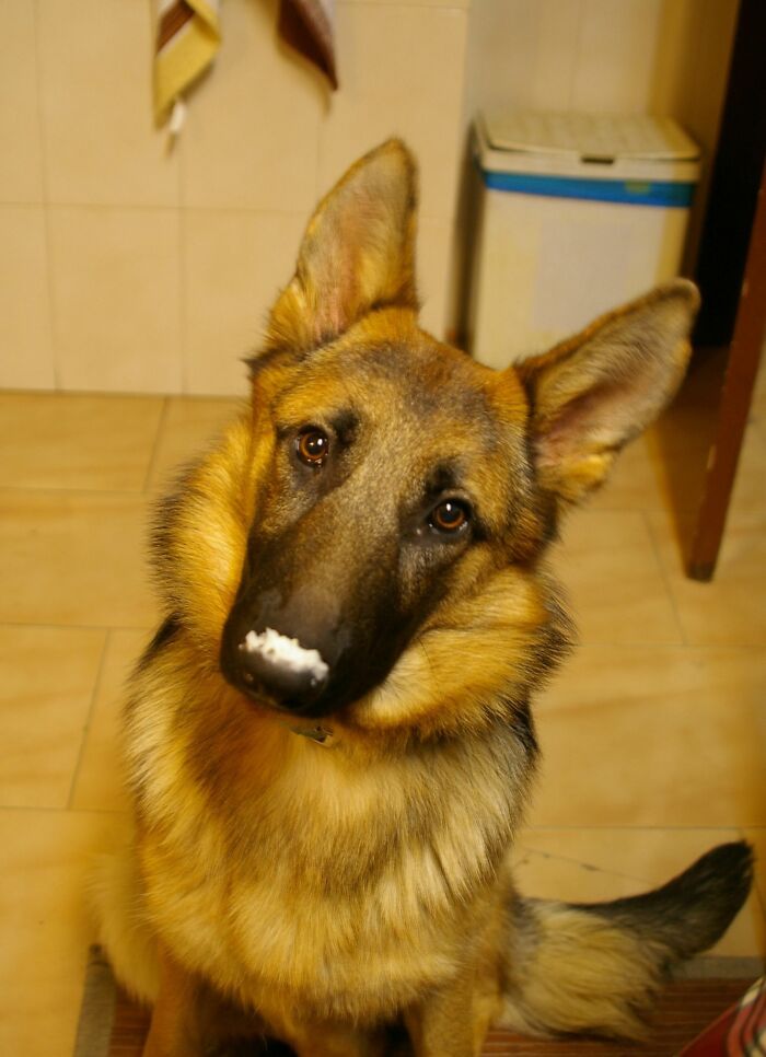 My Gsd Couldn't Figure Out Why I Was Laughing So Hard After She Finished Eating Rice!