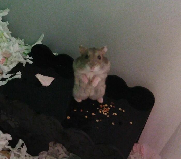Cute hamster eating seeds in an adorable way inside its cage surrounded by shredded paper bedding and food particles.