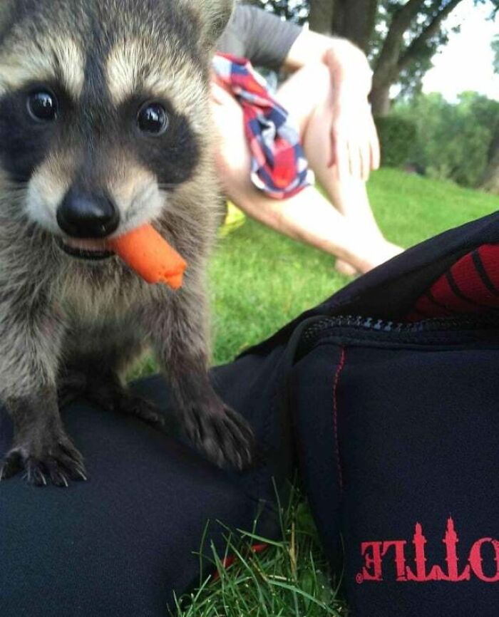 Landowner Has A Baby Coon That He Tamed. I Decided To Feed Him A Carrot And This Is The Picture I Got