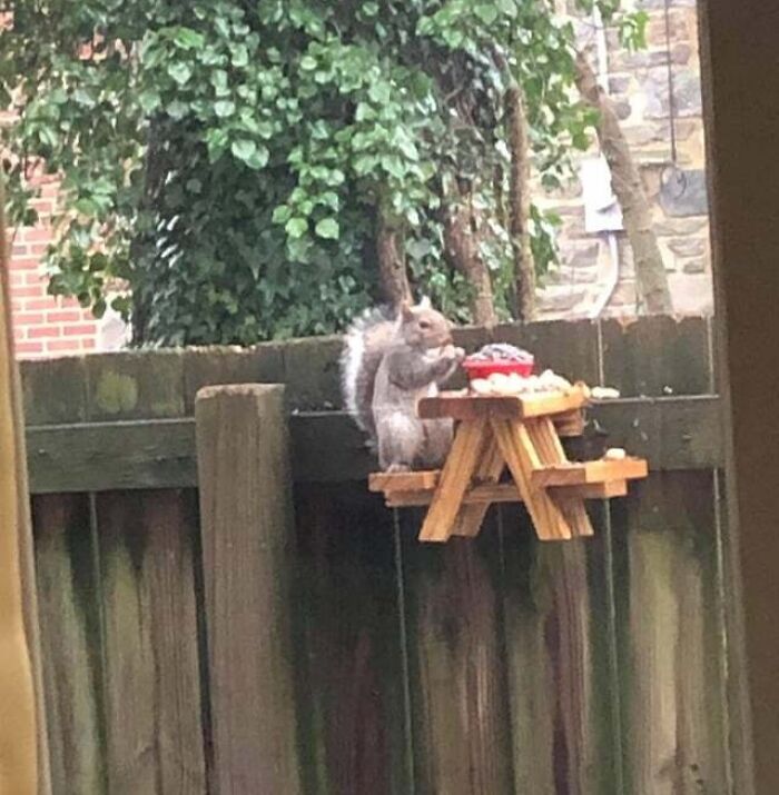Squirrel eating snacks at a miniature wooden picnic table on a backyard fence showing cute animals eating.