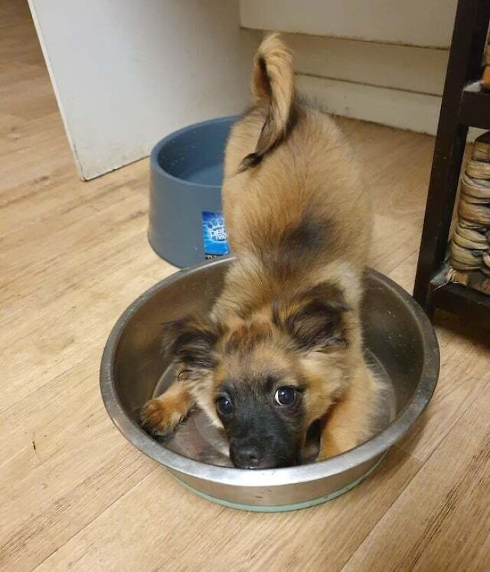 Cute puppy eating from a food bowl on a wooden floor, showcasing adorable animals eating in a playful way.