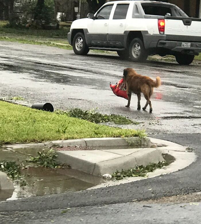 Dog carrying a food bag in its mouth on a wet street, showcasing cute animals eating in the most adorable way.