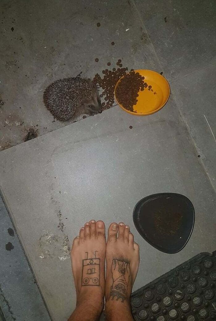 Hedgehog eating from scattered food pellets beside two tattooed bare feet on concrete floor, showcasing cute animals eating.