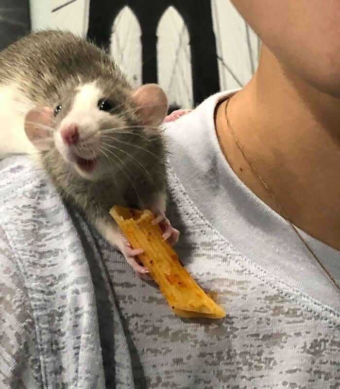 Look At This Photo Of My Rat After I Gave Him Pasta