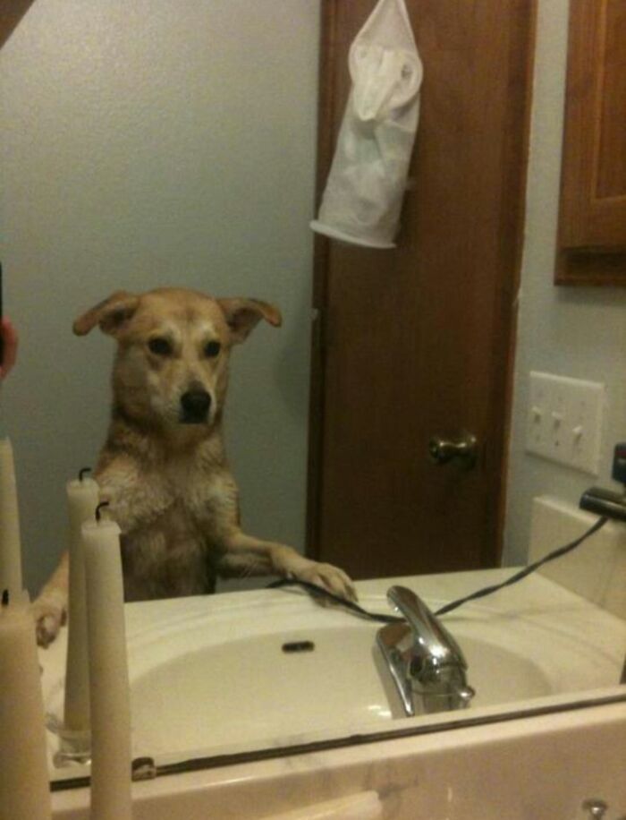 Dog posing for a mirror picture 