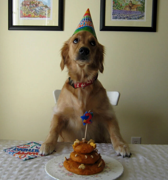 Golden retriever wearing a party hat sitting at table with a birthday cake shaped like a cute animal treat.