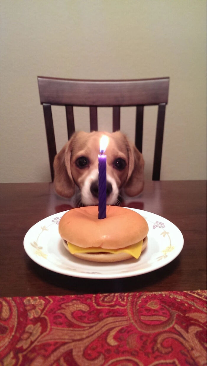 Beagle dog sitting at table with a cheeseburger and a lit candle, showcasing cute animals eating in an adorable way.