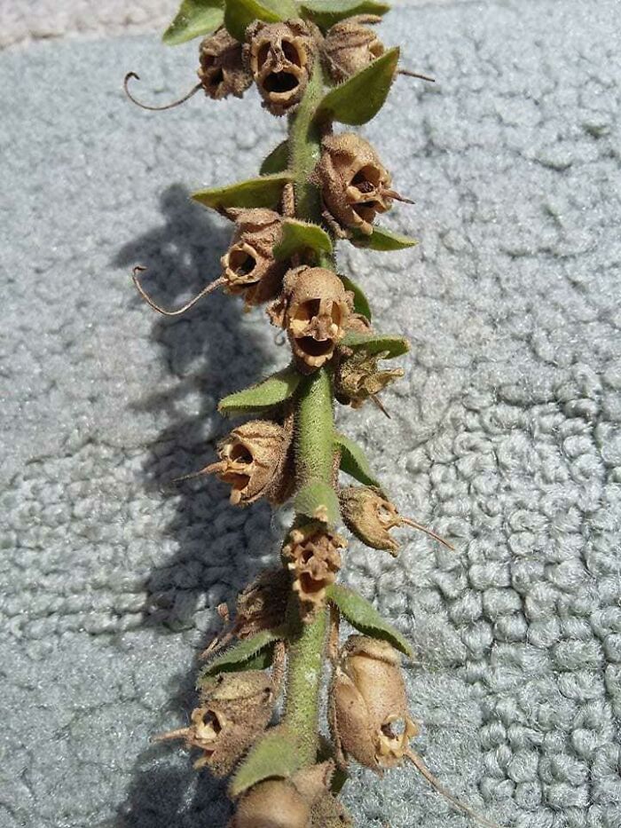 La flor boca de dragón cuando muere