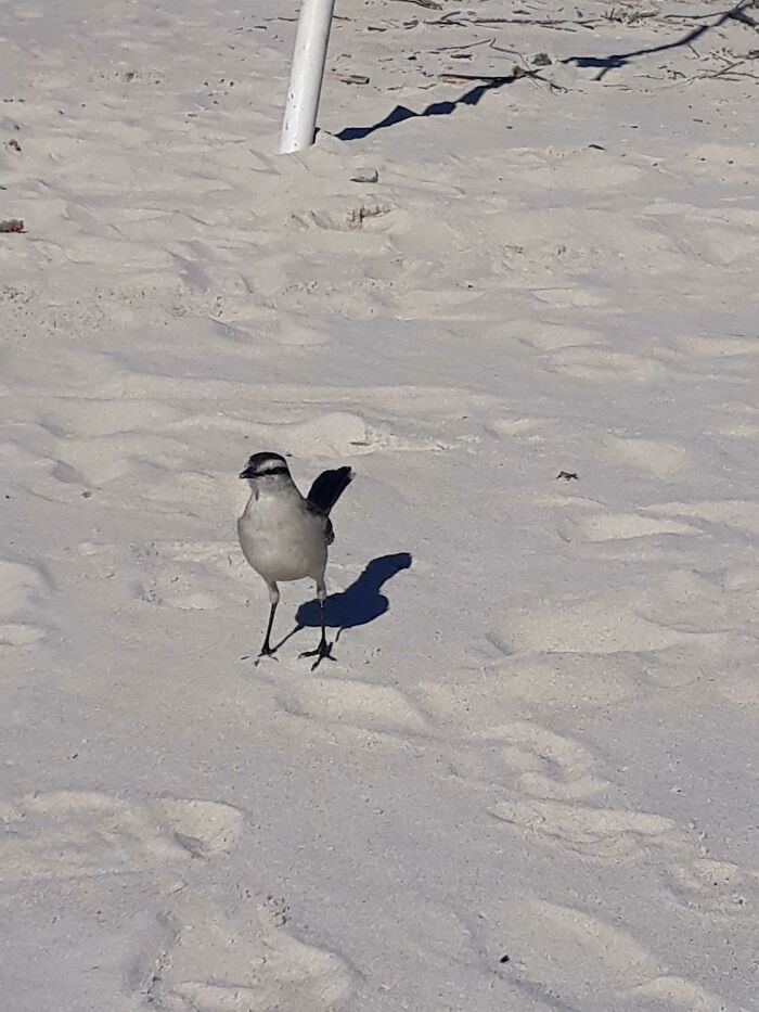 This Bird I Took A Picture Of's Shadow Reveals His True Personality