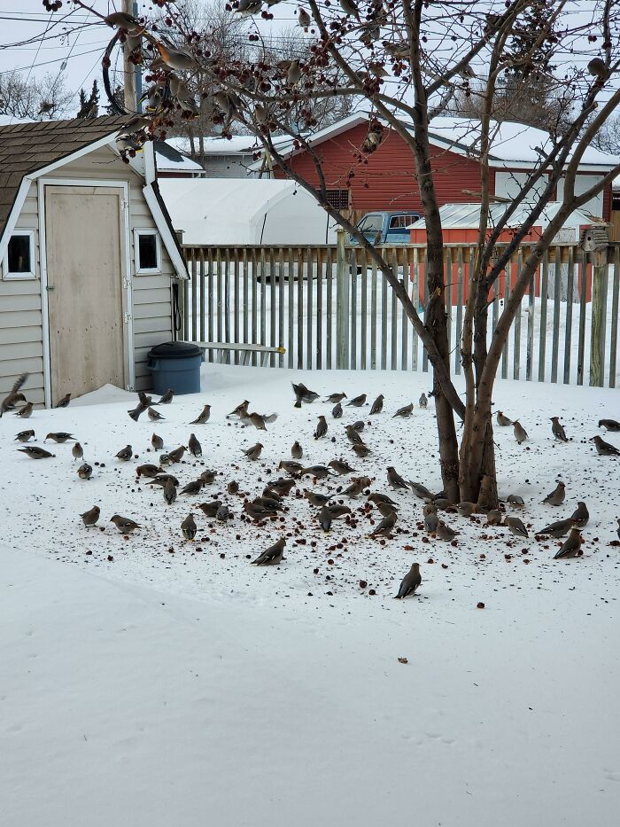 These Birds Getting Plastered Off Fermented Cherries In Our Backyard