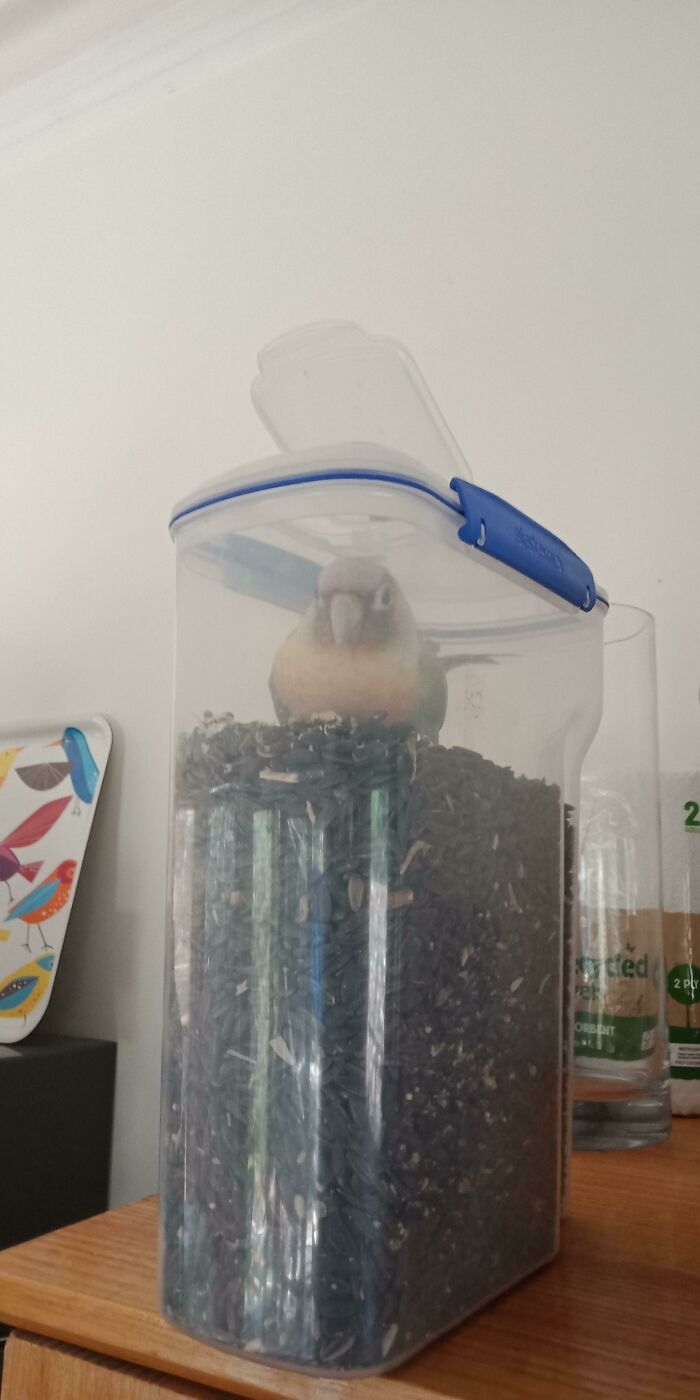 Hes Figured Out How To Open The Seed Dispenser