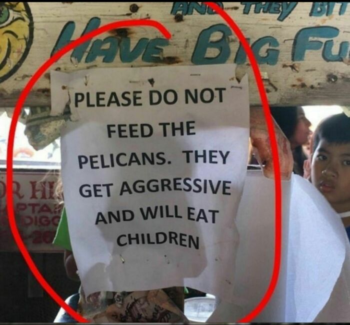 Asshole Pelicans