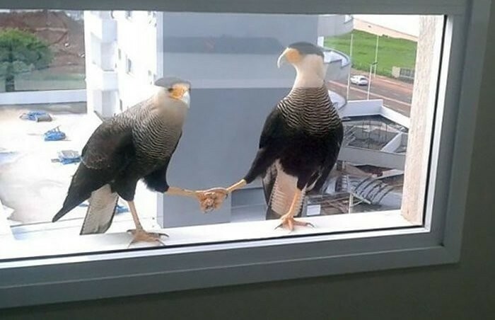 They Just Agreed On A Way To Simultaneously Break And Shit On The Window