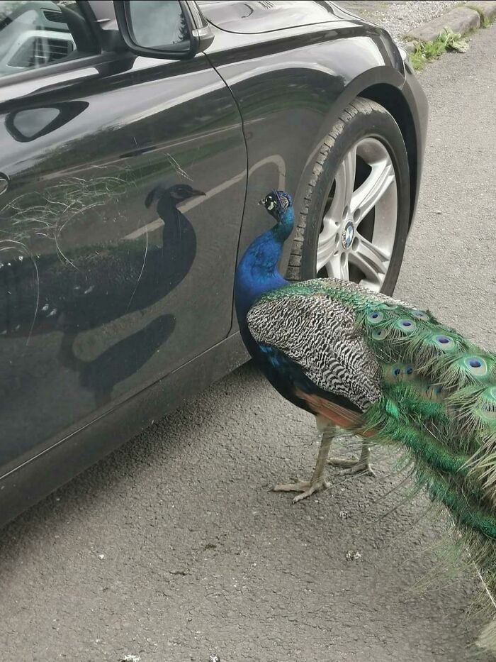This Peacock Pecked At His Own Reflection On A Bmw For Over Half An Hour