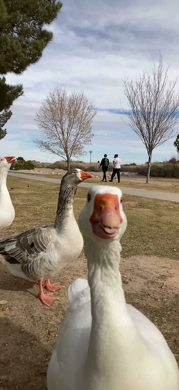 Thank You For The Immense Amount Of Love Shown To Spikey, Bleach And Matthew Grey Goose Gubler. Here Is A Selfie They Recently Took. As Always, Bleach Is The One Screaming Into The Void, And Matthew Grey Goose Gubler Is The One Who Looks So Mad That His Hemorrhoids Are Gonna Pop
