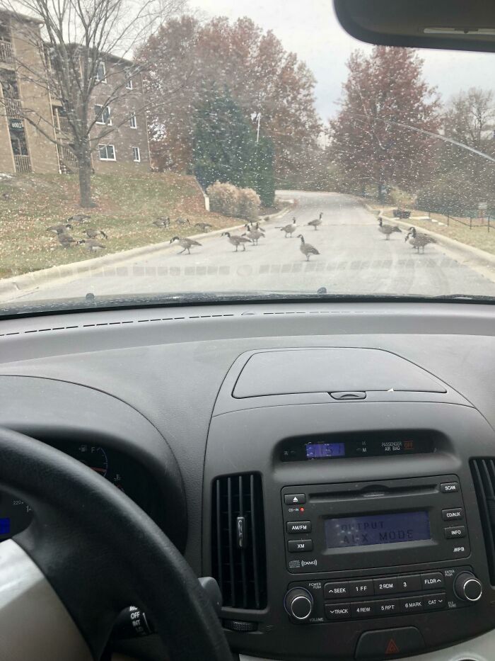 Meet The Birds Who Cut Me Off To And From My Apartment Every Day