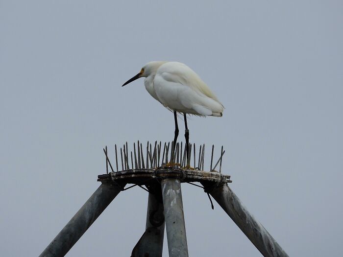 Egret Standing On An Anti-Bird Platform, Not Giving A Crap