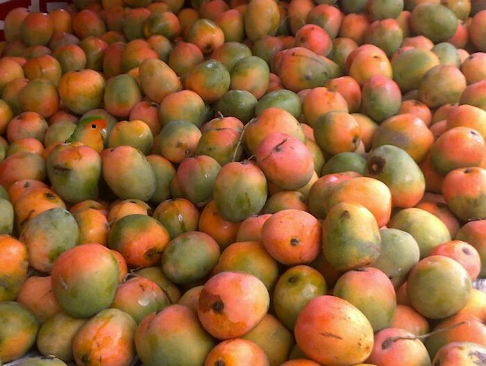 Help I Lost My Lovebird In This Pile Of Mangoes!