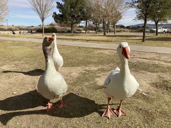 These Are My Domestic Geese. Spikey Has Angel Wing Syndrome In Both Wings, Matthew Grey Goose Gubler Is Not Amused By Anything And Bleach Just Screams All The Time. It’s Like Living With A Tornado Siren
