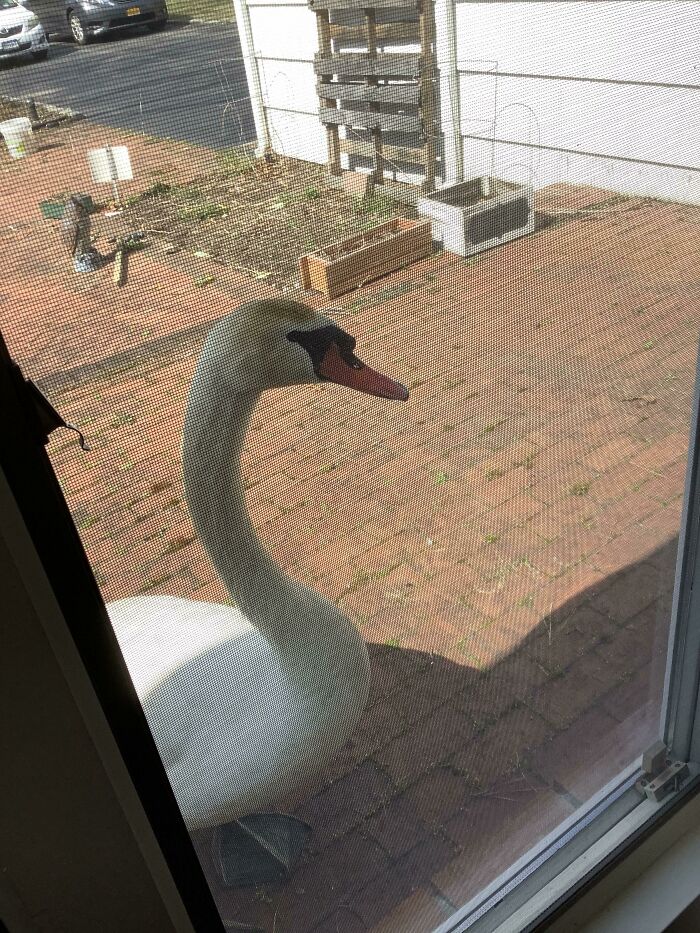 This Swan Has Been Enforcing The Stay At Home Order Outside My House For The Last Three Days
