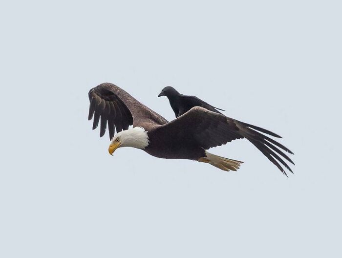 Crow Rides On The Back Of A Bald Eagle