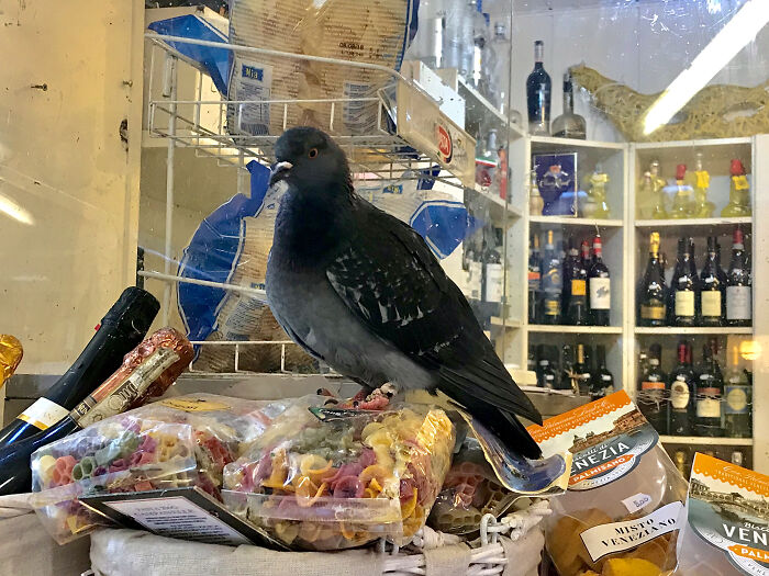 Venetian Pigeon In A Local Store Sitting On Some Raw Pasta
