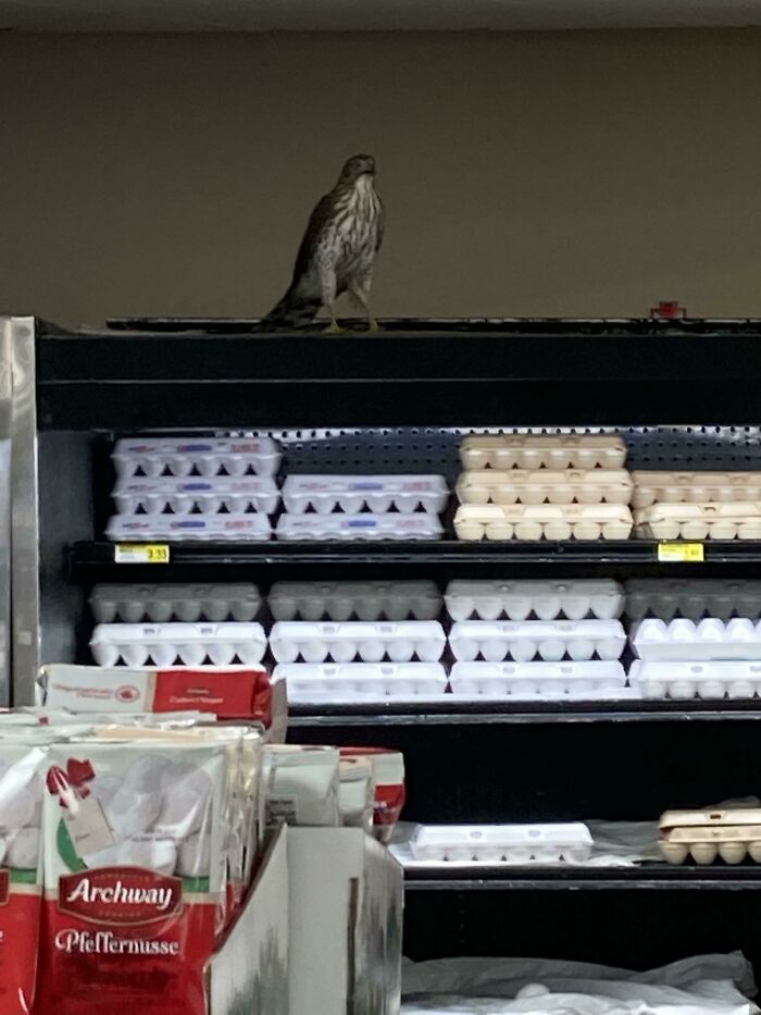 Memphis Hawks Don’t Let You Mess With Their Eggs…